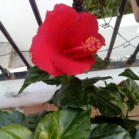 Vista Terraza *